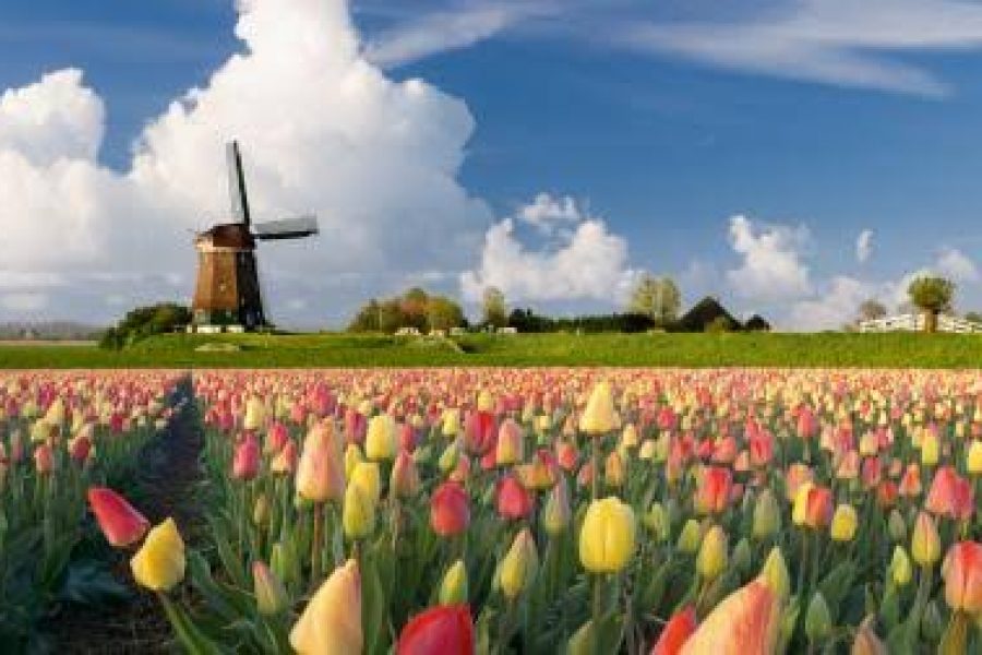 Netherlands’ Resilient Floriculture Sector program publishes report on crimes conducted through the infrastructure of the floriculture industry